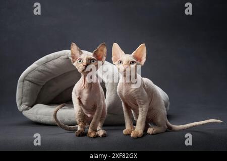 Two Devon Rex kittens in a plush bed, its slender body and oversized ears set against a dark studio backdrop Stock Photo