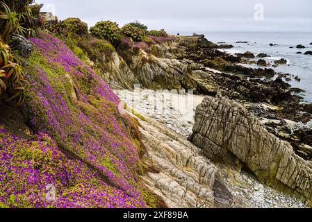 Creeping ice plant blooms like pink carpenter Monterey coast. Stock Photo