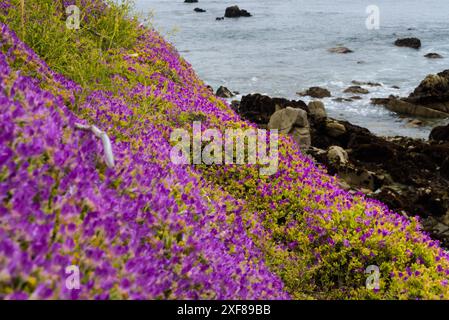 Creeping ice plant blooms like pink carpenter Monterey coast. Stock Photo