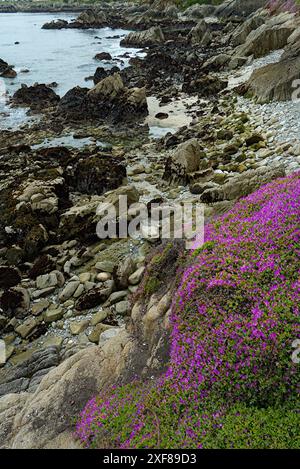 Creeping ice plant blooms like pink carpenter Monterey coast. Stock Photo