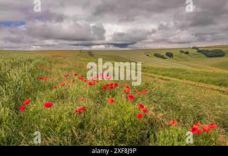 A small patch of June poppies growing on the side of the footpath on Annington Hill near Steyning Bowl south downs west Sussex south east England UK Stock Photo