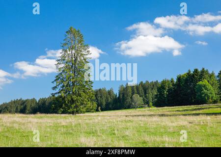 geography / travel, Large fir tree on meadow under blue skies near Les Breuleux, NO-EXCLUSIVE-USE FOR FOLDING-CARD-GREETING-CARD-POSTCARD-USE Stock Photo