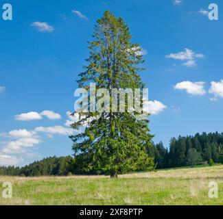 geography / travel, Large fir tree on meadow under blue skies near Les Breuleux, NO-EXCLUSIVE-USE FOR FOLDING-CARD-GREETING-CARD-POSTCARD-USE Stock Photo