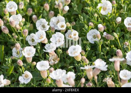 Sea Campion silene maritima Stock Photo