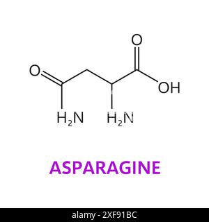 Asparagine amino acid chemical molecules, essential chain structure. Vector c4h8n2o3 model consists of carbon C, hydrogen H, nitrogen N, and oxygen O atoms, forming a key amino acid in proteins Stock Vector