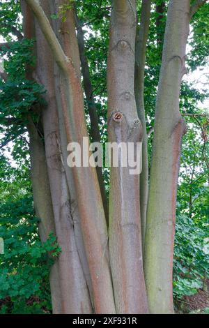 Tree trunks near Gatow, Berlin Stock Photo