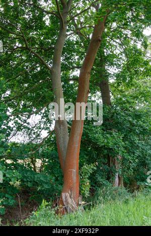 Tree trunks near Gatow, Berlin Stock Photo