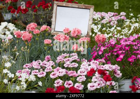 Dianthus, carnation plants with flowers in various colors in vases with frame with copy space Stock Photo