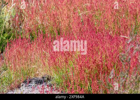 Dense patch of colourful sheep's sorrel (Rumex acetosella), Hampshire, England, UK Stock Photo