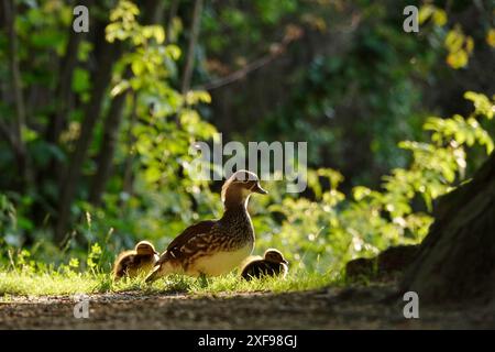 Mandarin duck with chicks, June, Germany Stock Photo