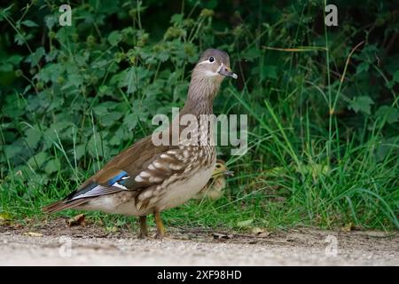 Mandarin duck with chicks, June, Germany Stock Photo