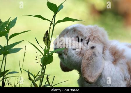 Rabbit (Oryctolagus cuniculus domestica), ram rabbit, floppy ears, portrait, eating, A ram rabbit eats the leaves of a plant Stock Photo