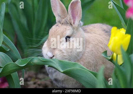 Rabbit (Oryctolagus cuniculus domestica), Portrait, Tulips, Easter, The cute rabbit sits in front of a tulip leaf in the garden Stock Photo