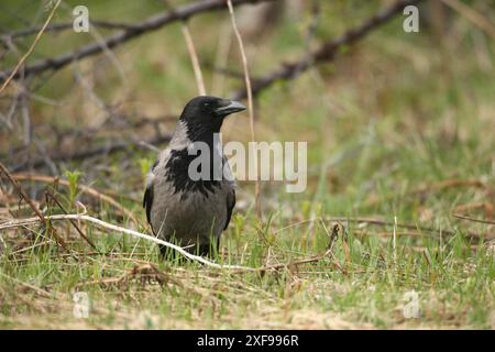 Hooded Crow (Corvus cornix) Lapland, Northern Norway, Scandinavia Stock Photo