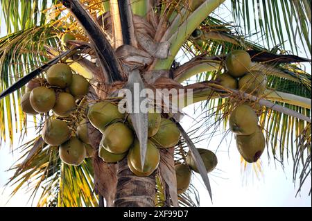 Paamul, Quintana Roo, Mexico, Central America, A coconut tree full of ripe coconuts and tropical palm leaves, Yucatan region Stock Photo