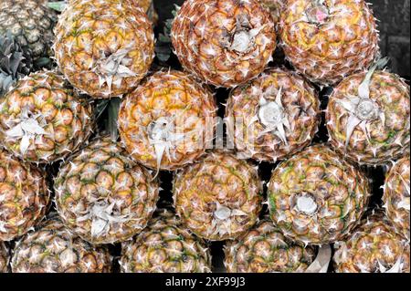 San Christobal de las Casas, Mexico, Central America, close-up of fresh pineapples, densely stacked, exotic fruits in various shades of brown Stock Photo