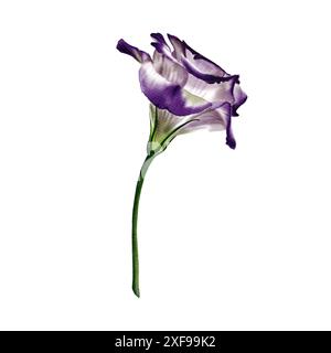 eustoma or lisianthus flower. white and purple color. The stem is green.White and purple color. Side view. Lisianthus, eustoma Stock Photo