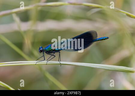 Male Banded Demoiselle perched Dorset UK Stock Photo