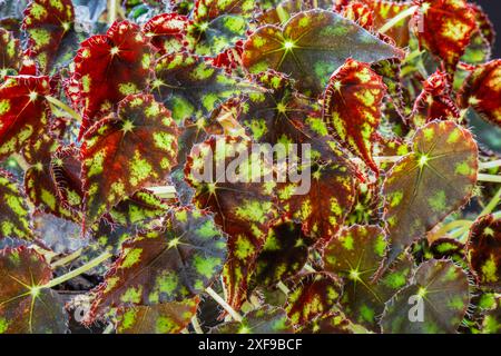 Closeup view of colorful rhizomatous begonia kit kat chartreuse green and burgundy red foliage Stock Photo