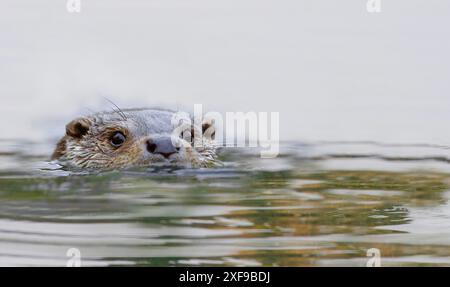 Otter (Lutra) swimming with its head above water surface, calm and serene atmosphere with reflections in the water Stock Photo