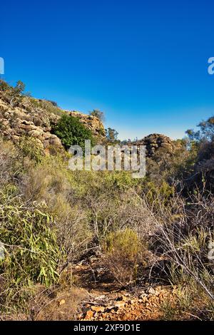 Characteristic coastal outback vegetation of drought resistant plants in the Mandu Mandu Gorge, Cape Range National Park, Western Australia. Stock Photo