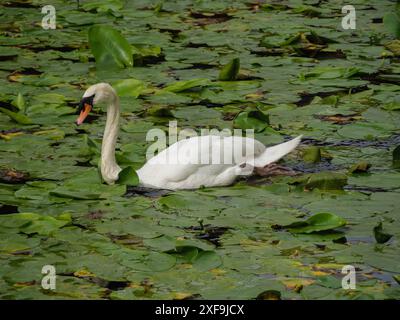 A white swan swims on a pond covered with water lily leaves, Velen, North Rhine-Westphalia, Germany Stock Photo