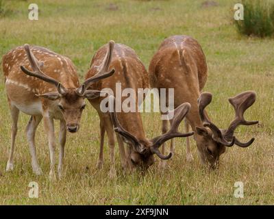 Three deer with big horns grazing close to each other on a green meadow, duelmen, germany Stock Photo