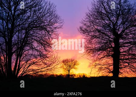 Silhouettes of trees in the field at sunset with stunning purple red sky in the Bretagne countryside Stock Photo