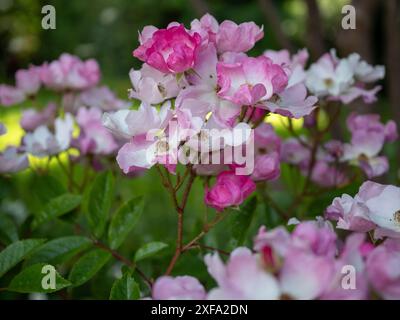 Rosa 'Ballerina', a shrub rose with small pink and white flowers in sprays shot close up Stock Photo