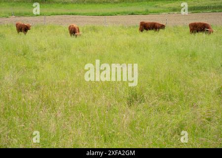 Four highland cattle cows line up in the background on a meadow with high grass. Stock Photo