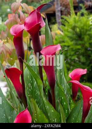 Red Calla lily 'Red Charm' (Zantedeschia Red Charm / Arum lily) trumpet-shaped flowers close up growing in a garden in Britain in summer Stock Photo