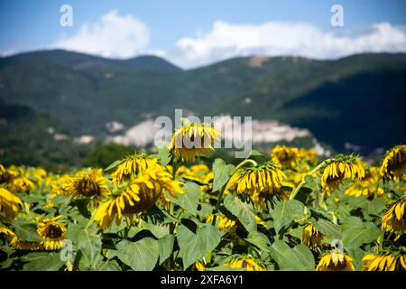 Selective focus on reclining sunflower flowers at sunset and contrast with the colors of the sky and the village perched on the dark green mountains, Stock Photo