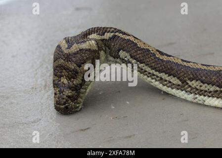 A adult coastal carpet python is seen in an outdoor setting. The snake is drinking from a water source, its head extended towards the water. Stock Photo