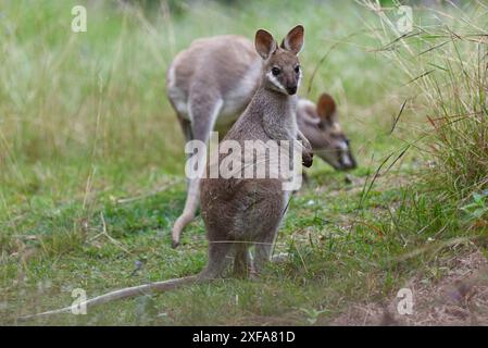 The whiptail wallaby (Macropus parryi), also known as the pretty-faced wallaby, is a species of wallaby found in eastern Australia. Stock Photo