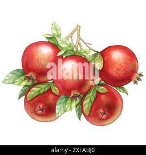 Pomegranate fruit isolated watercolor on white. Stock Vector