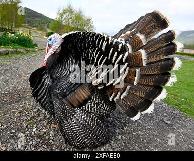 Free Range Norfolk Black Turkey on a farmsteading Stock Photo