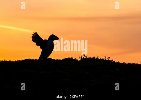 Puffin flapping its wings at sunrise - Skomer Island, Pembrokeshire, Wales Stock Photo