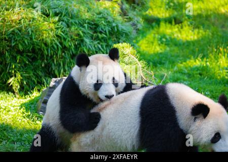 cheerful playing pandas on green lawn. Rare endangered animals protected concept. Chinese property at Berlin Zoo. cute clumsy black and white bear. tw Stock Photo