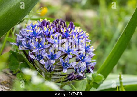 Portuguese Squill - Scilla peruviana Blue Garden Flower Stock Photo