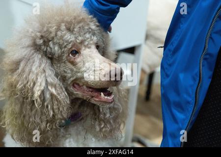 a large beautiful beige royal poodle near his owner. woman's hand on a dog's face with mouth open Stock Photo