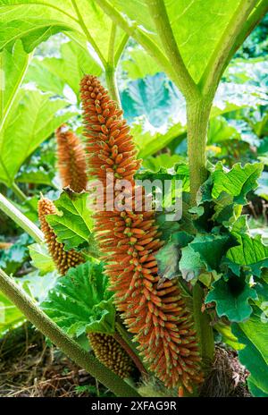 Chilean rhubarb - Gunnera tinctoria Stock Photo