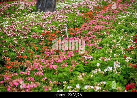 Geranium flower nursery in Colourful garden and nursery along the river in Boquete, a small mountain town in the Province of Chiriquí, Panama Stock Photo