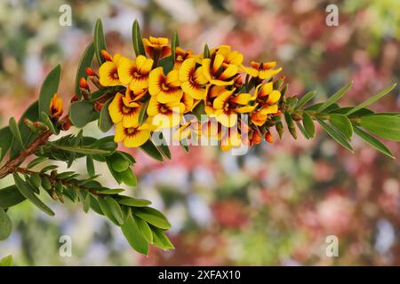 Egg and Bacon plant - eutaxia obovata - in flower Stock Photo - Alamy