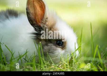 Close-up of a fluffy white and gray rabbit lying in the grass, with one ear prominently visible and sunlight filtering through the background. Stock Photo