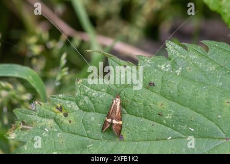 Longhorn moth (Nemophora degeerella) male with very long antennae Stock Photo