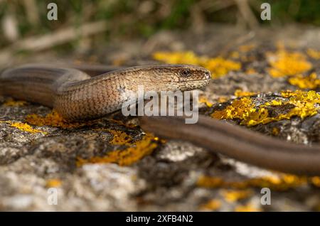 A Slow worm (Anguis fragilis) warms itself on a rock, Durlston Country Park, Dorset, England Stock Photo