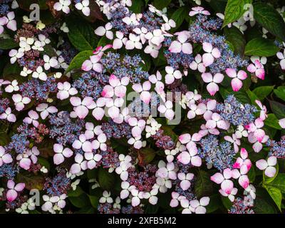 Lacecap flowerheads of the summer blooming hady deciduous mountain hydrangea, Hydrangea serrata 'Beni-yama' Stock Photo