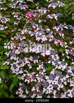Lacecap flowerheads of the summer blooming hady deciduous mountain hydrangea, Hydrangea serrata 'Beni-yama' Stock Photo