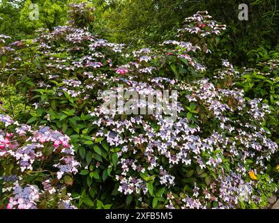 Lacecap flowerheads of the summer blooming hady deciduous mountain hydrangea, Hydrangea serrata 'Beni-yama' Stock Photo
