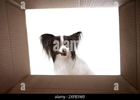 Pet adoption service. Small, long-haired Papillon dog with black and white fur and large, pointed ears looking inside cardboard box isolated on white Stock Photo